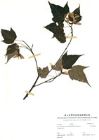 藏品(大屯尖葉槭)的圖片